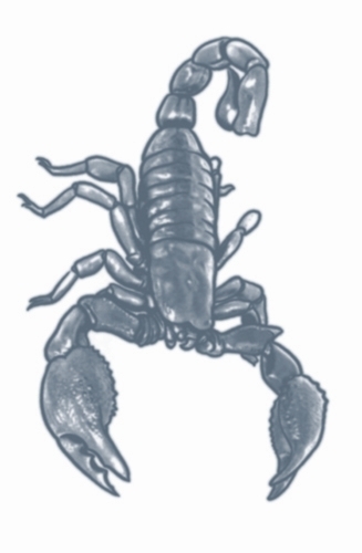 Scorpian Tattoo 1 1.jpg